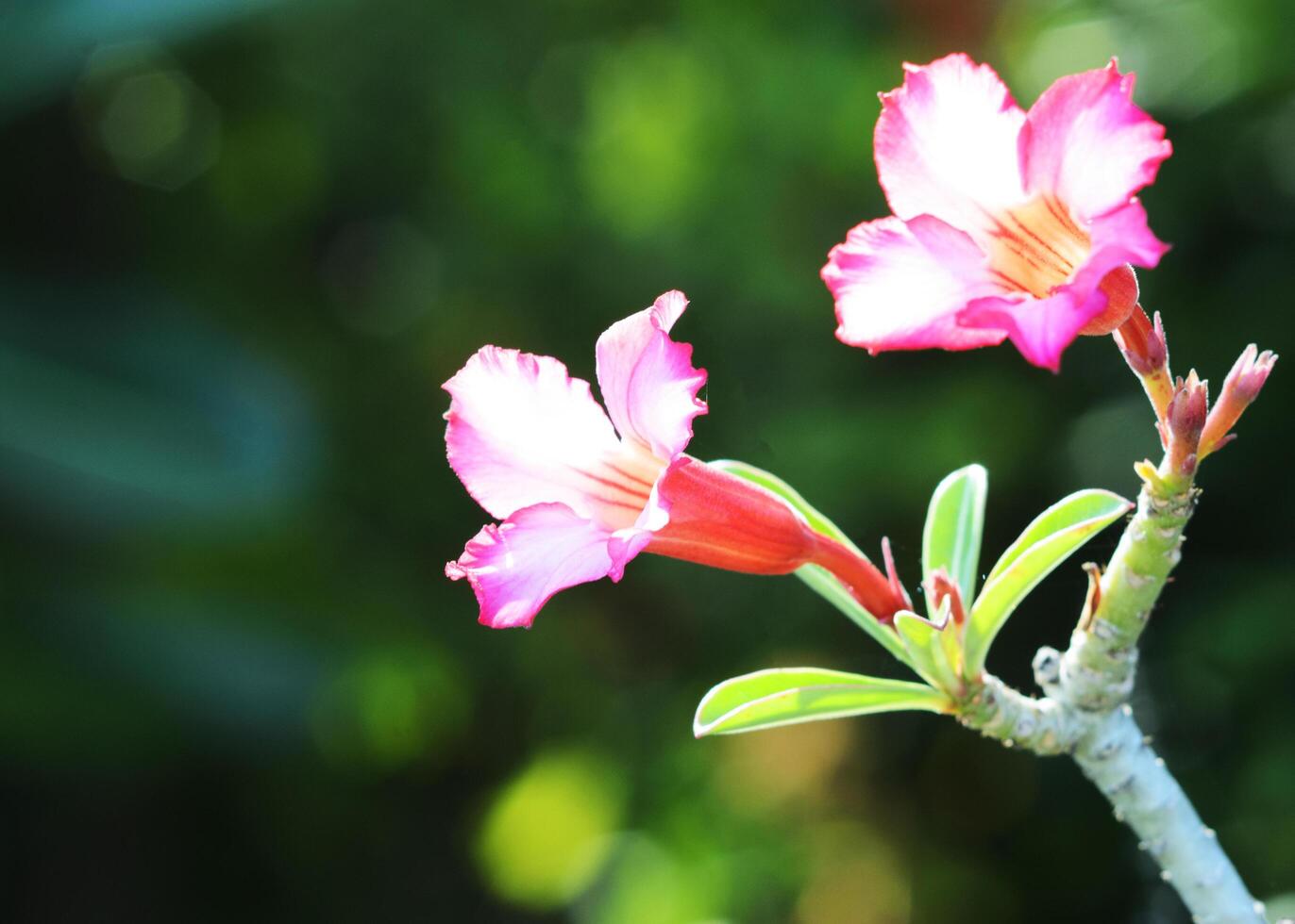 Primer plano de una flor tropical rosa rosa del desierto con fondos de luces bokeh foto