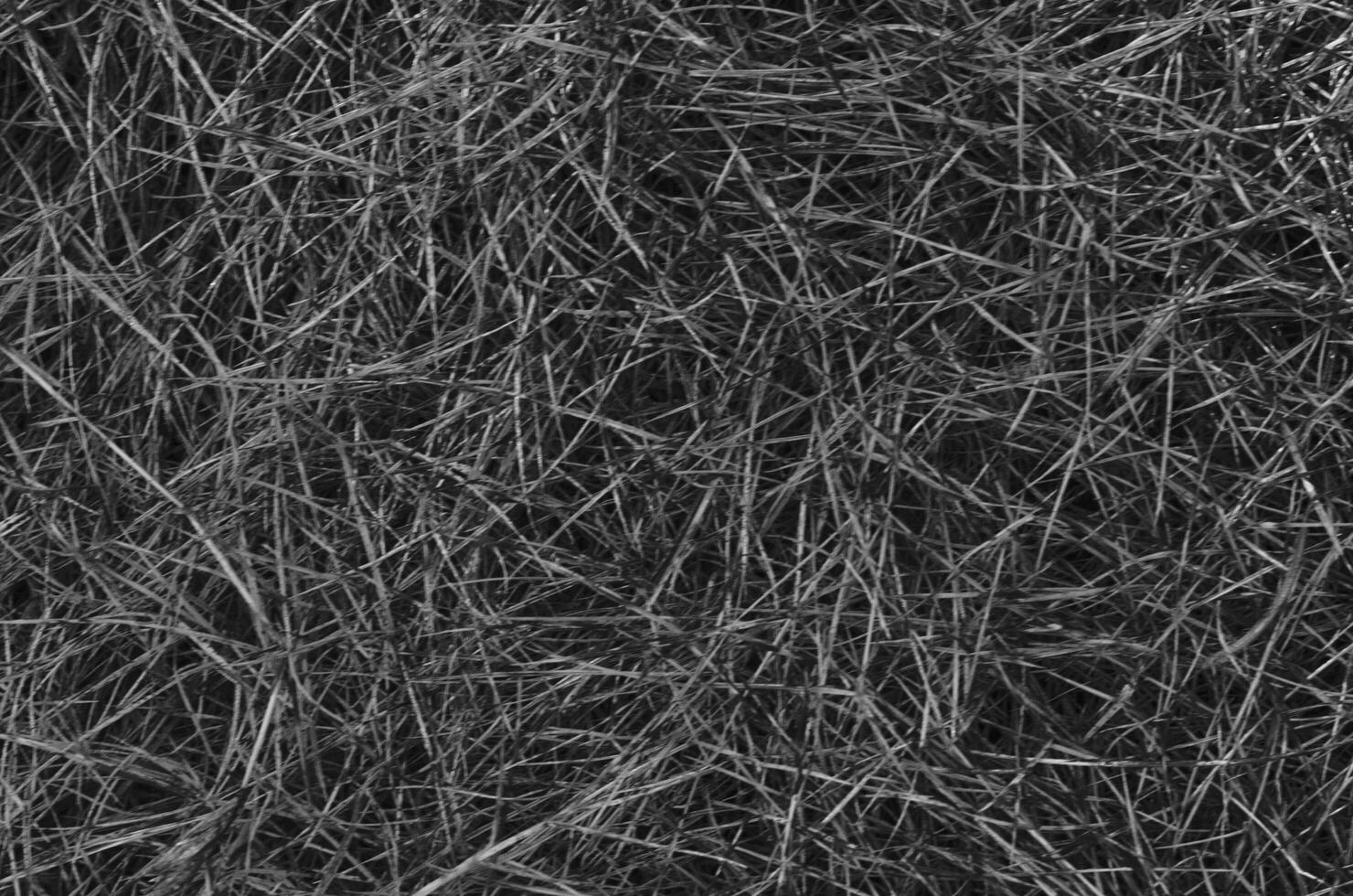 Black and white Blurry dry grass abstract backgrounds photo