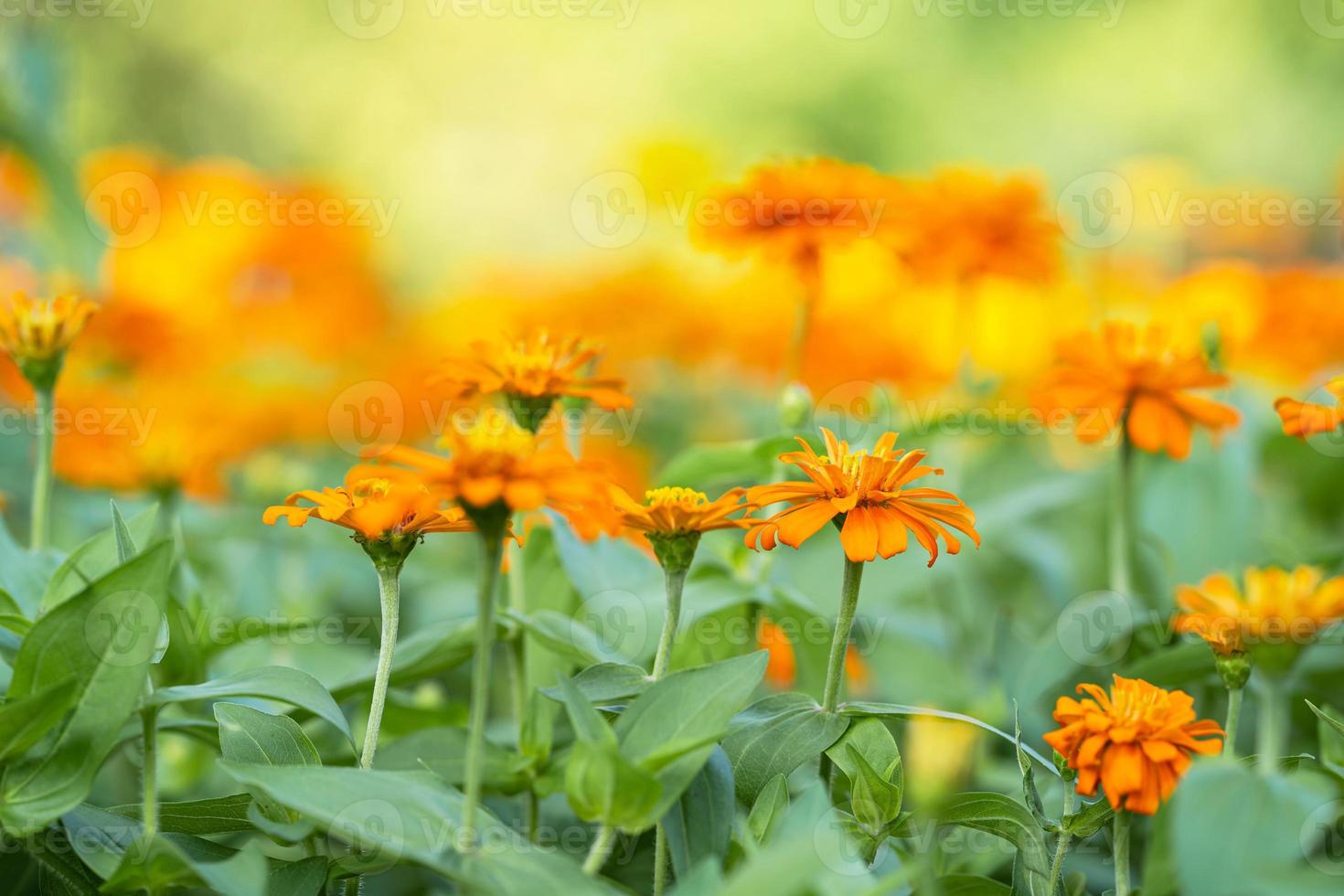 Close up of Orange flower in garden photo