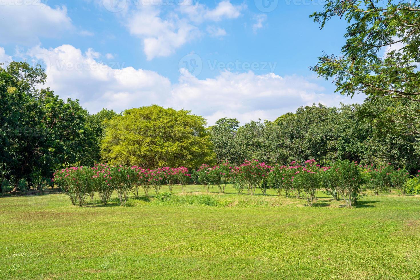 árboles verdes en el hermoso parque bajo un cielo azul foto