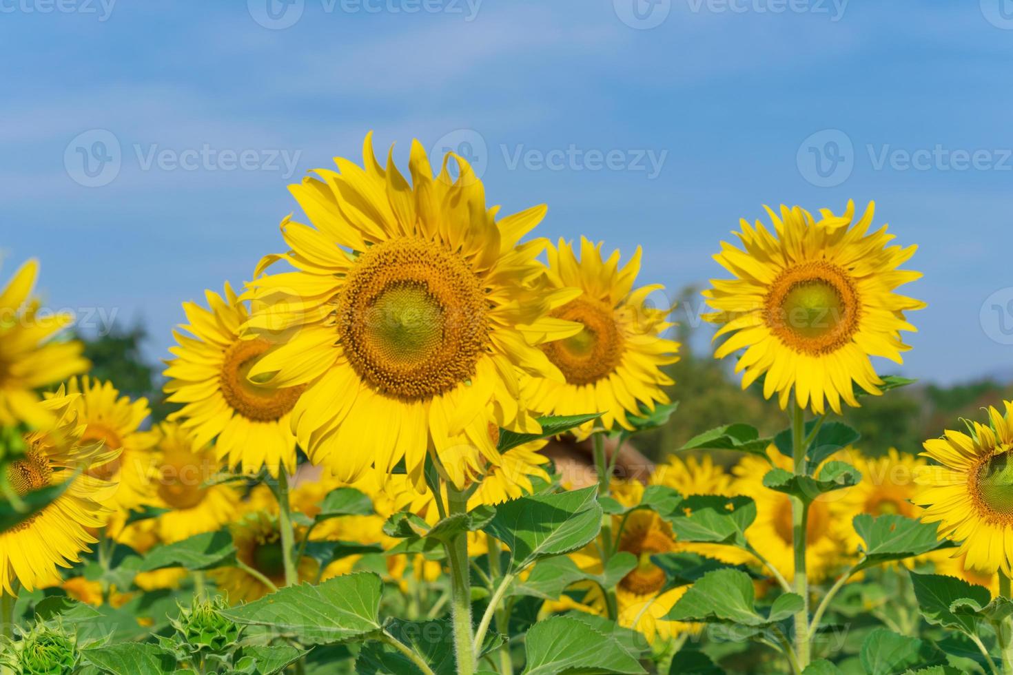 Blooming sunflowers on natural background photo