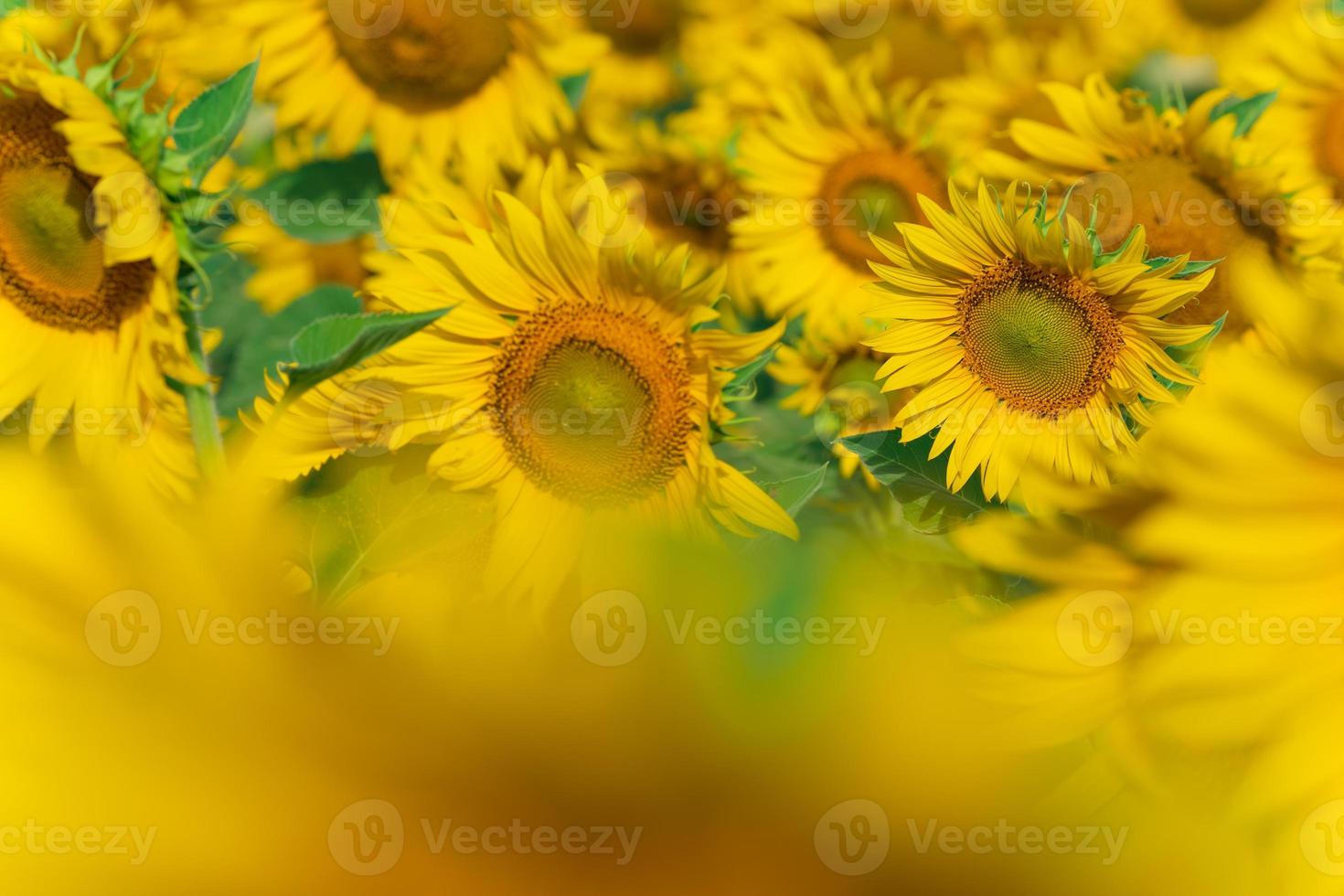 Blooming sunflowers natural background photo