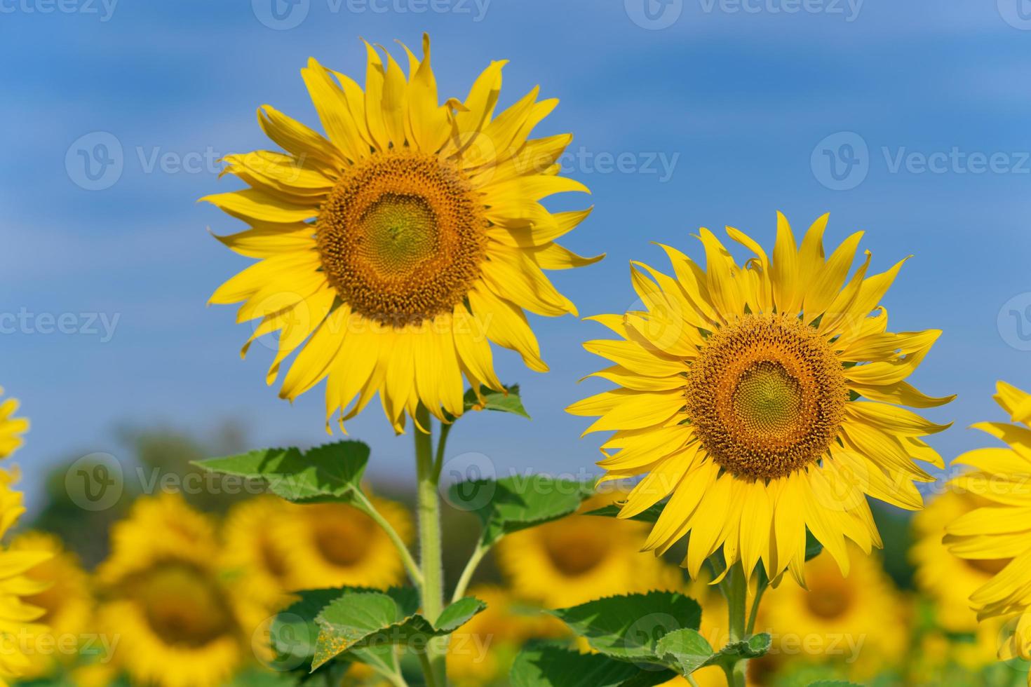 Blooming sunflowers on natural background photo