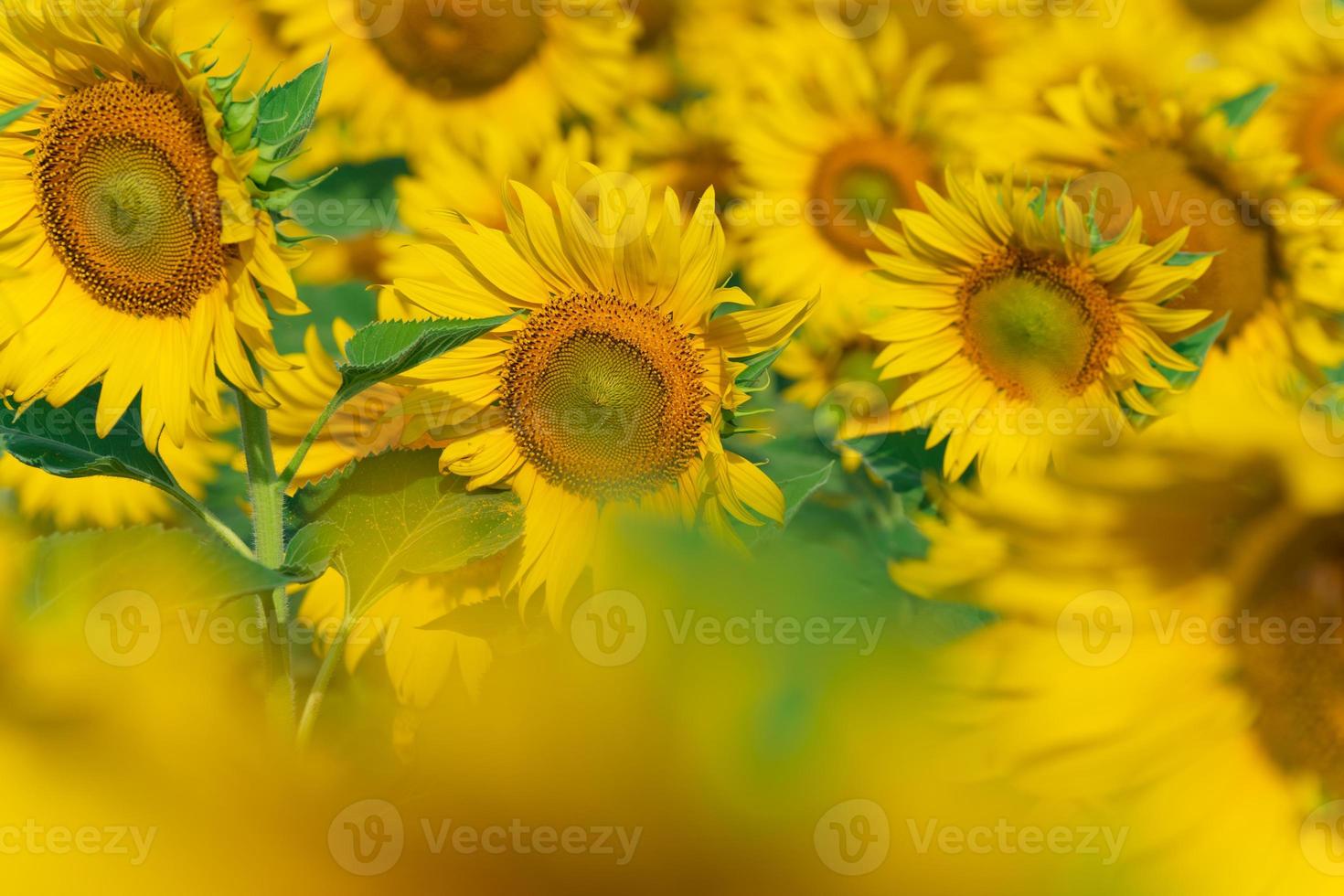 Blooming sunflowers natural background photo