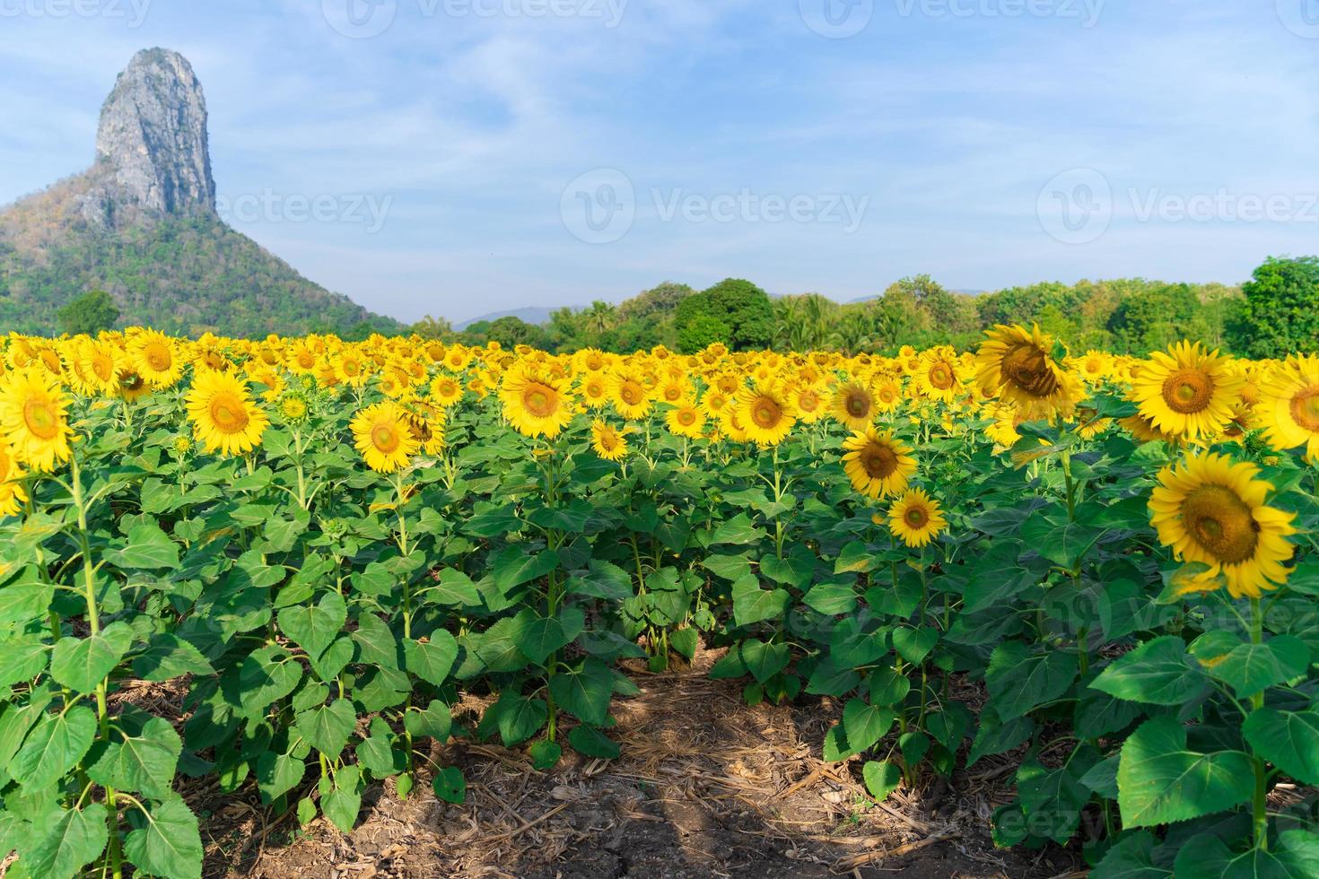 Blooming sunflowers on natural background photo