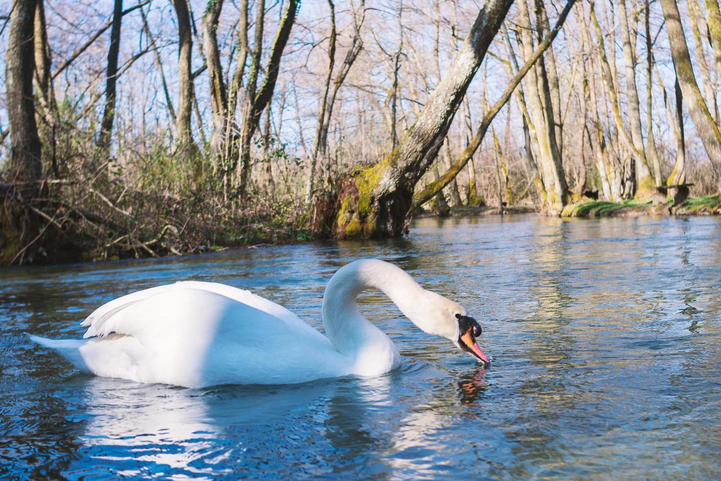 White swan swimming on lake at park photo