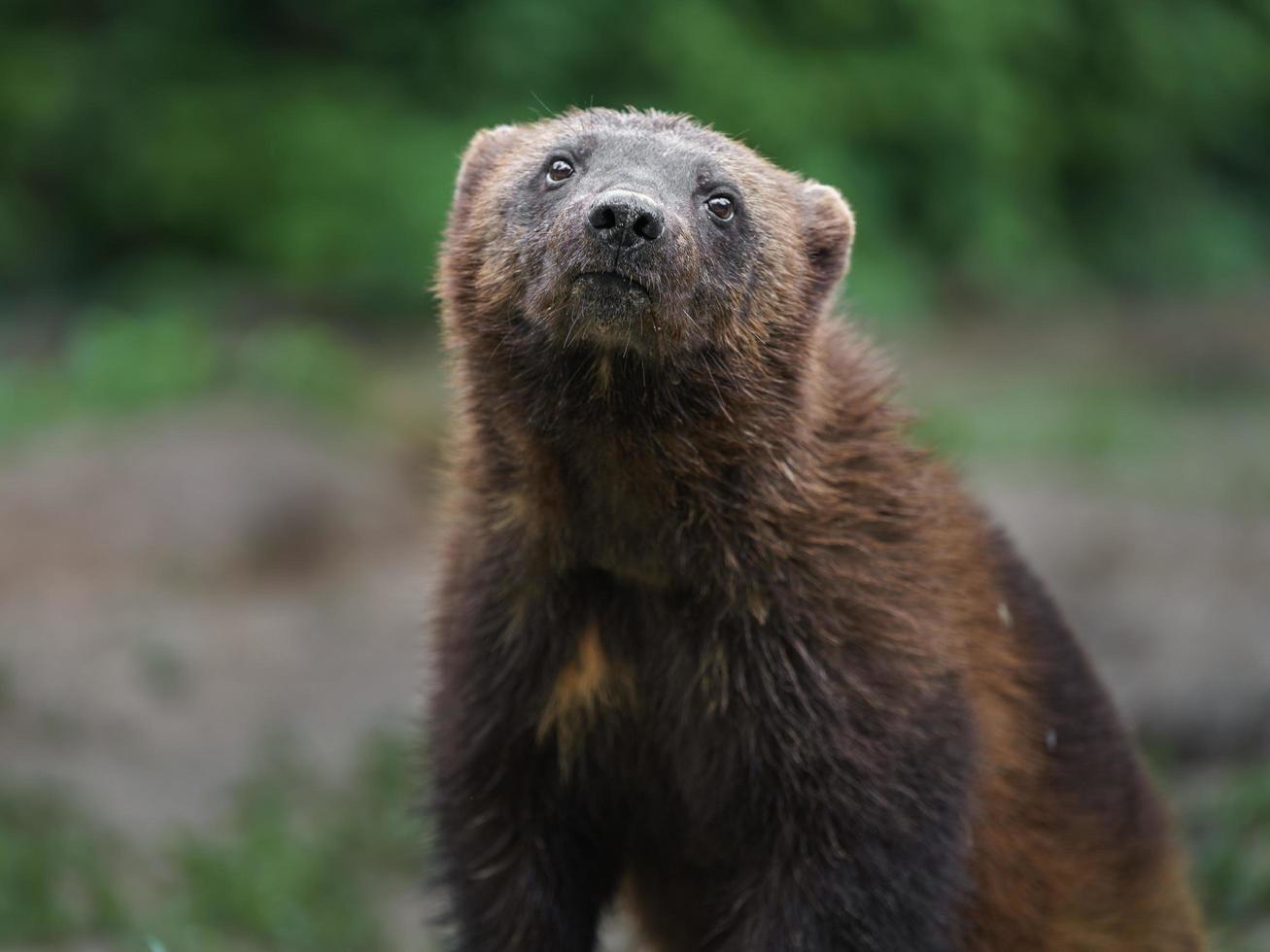 Portrait of Wolverine photo