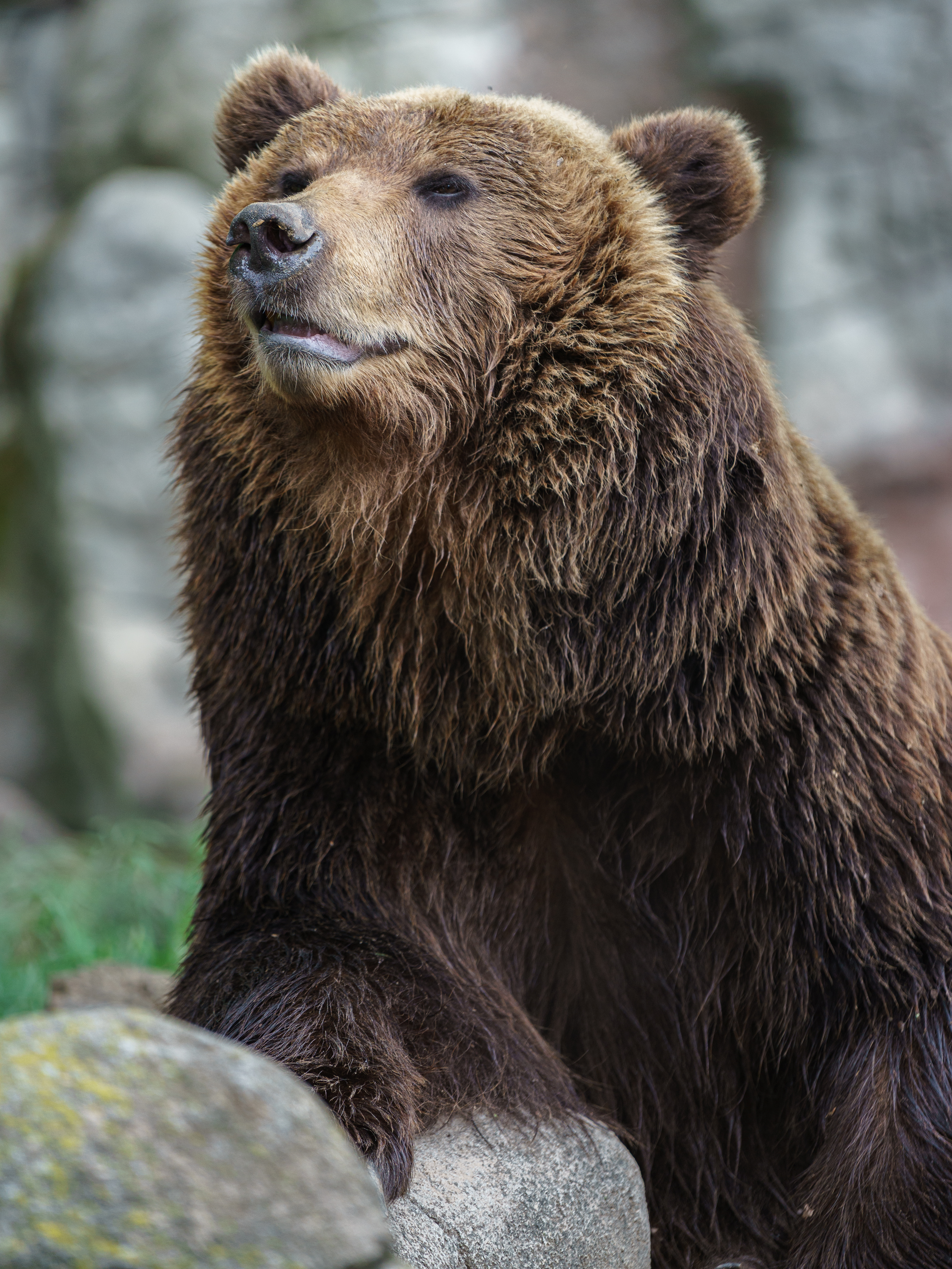 grizzly bear profile