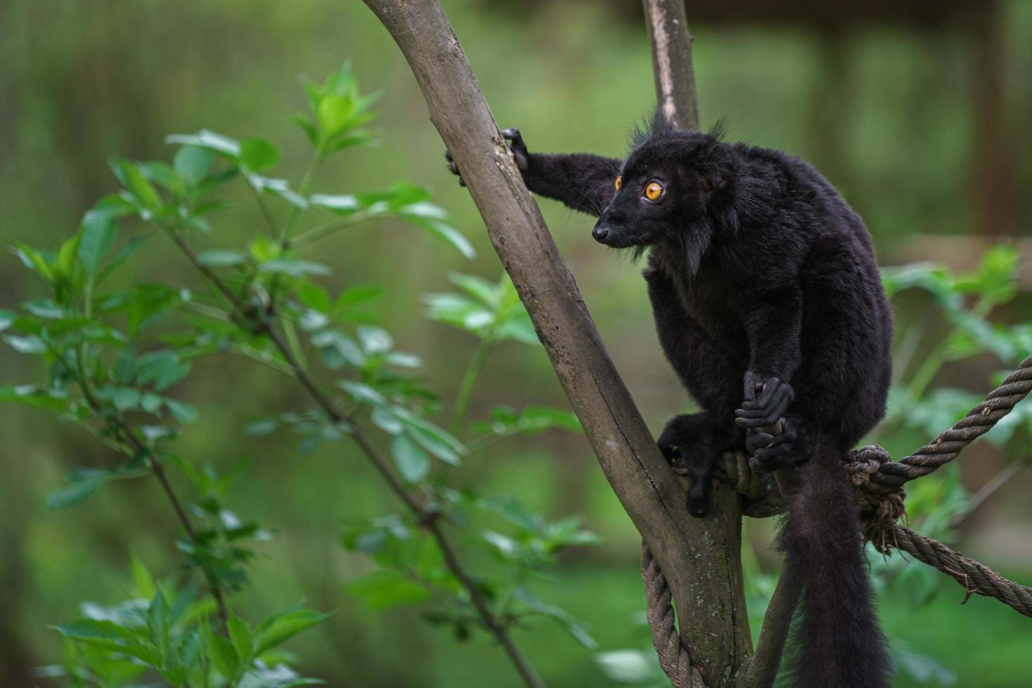 Black lemur on branch photo