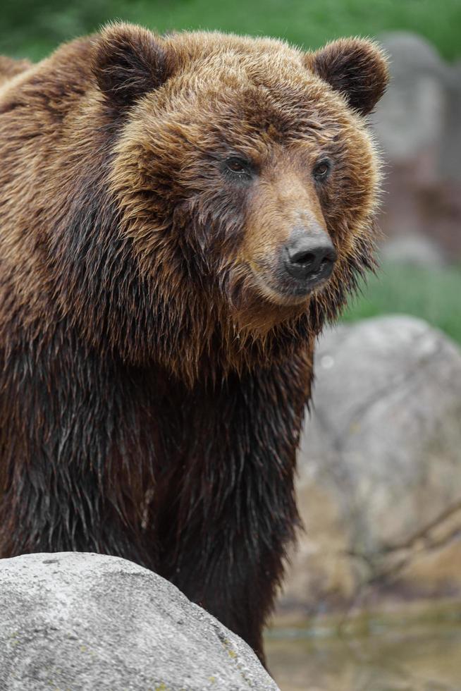 Kamchatka brown bear photo