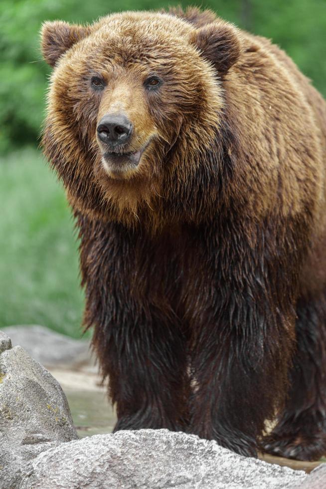 kamchatka oso pardo foto