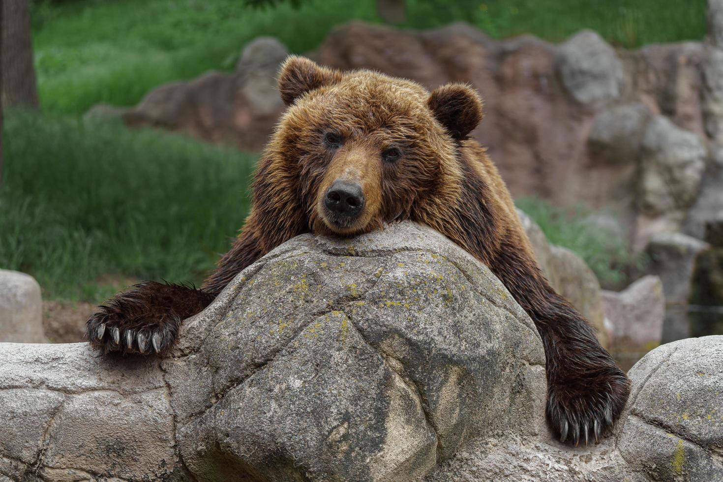 kamchatka oso pardo foto