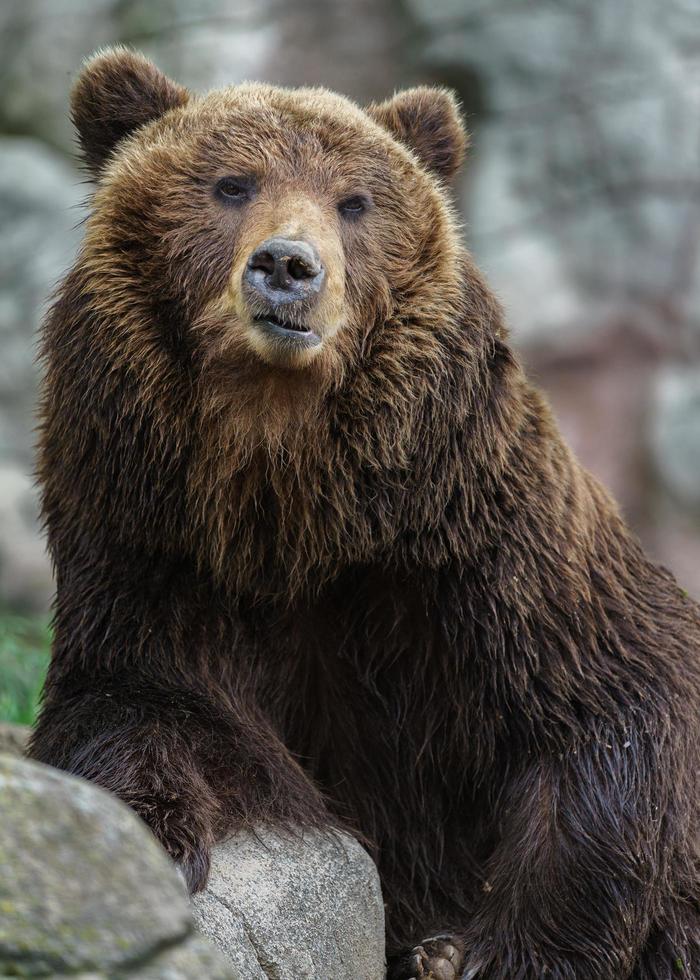 Kamchatka brown bear photo