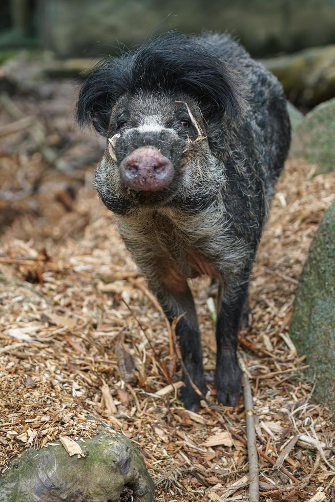 cerdo verrugoso de Visayan foto