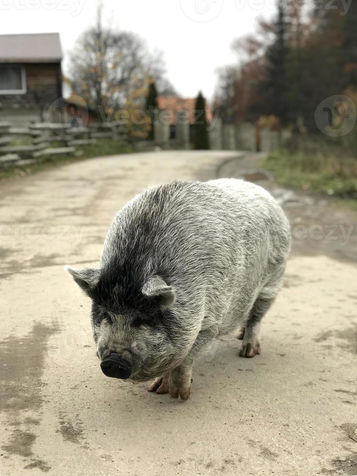 A big black pig walks down the village street photo