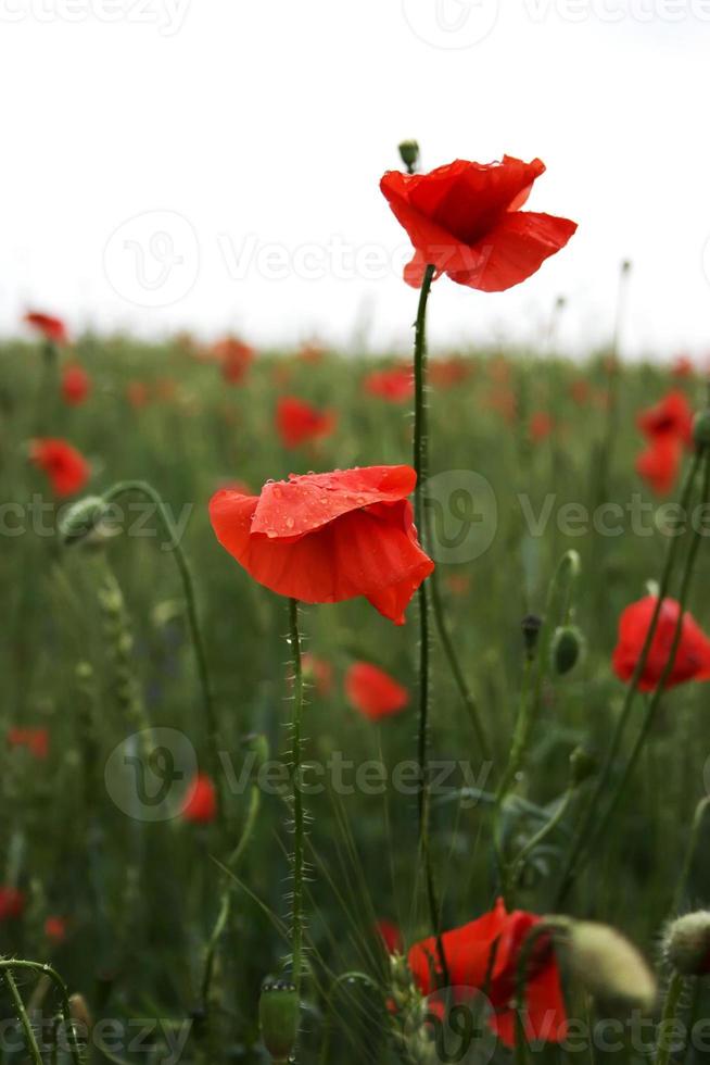 Spectacular vivid bloom close up of Poppies in Poppy field. Hello spring, Spring landscape, rural background, Copy space. Flower poppy flowering on background poppies flowers. Nature. photo