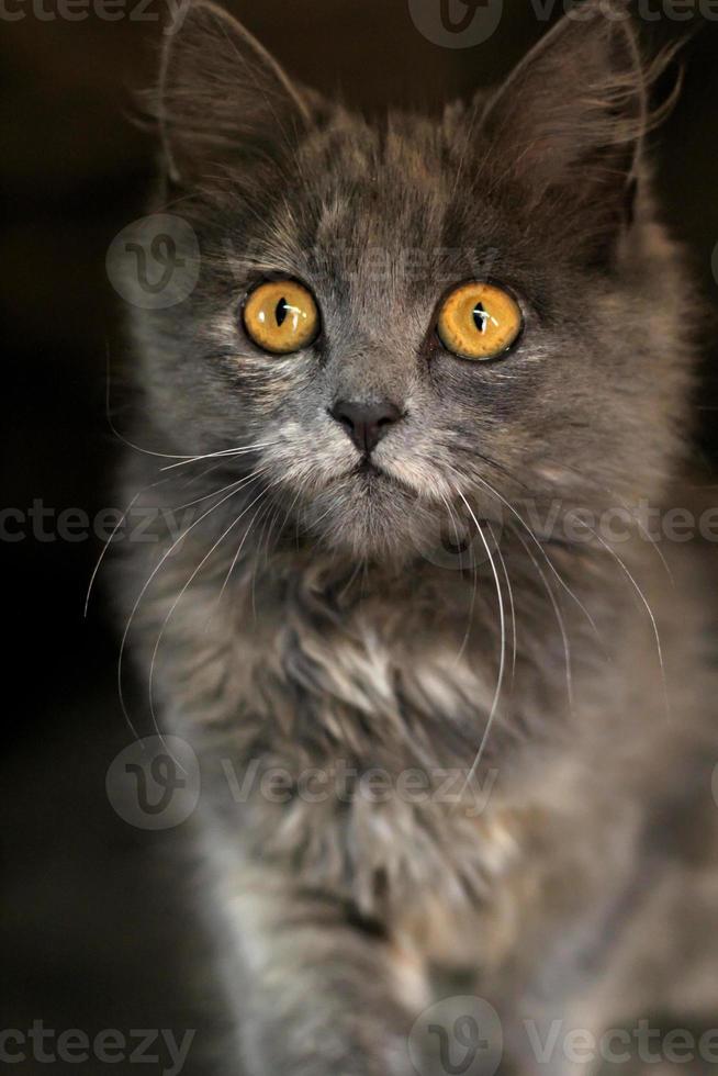 gatito gris con ojos penetrantes mirando. hermoso gato gris. enfoque selectivo foto