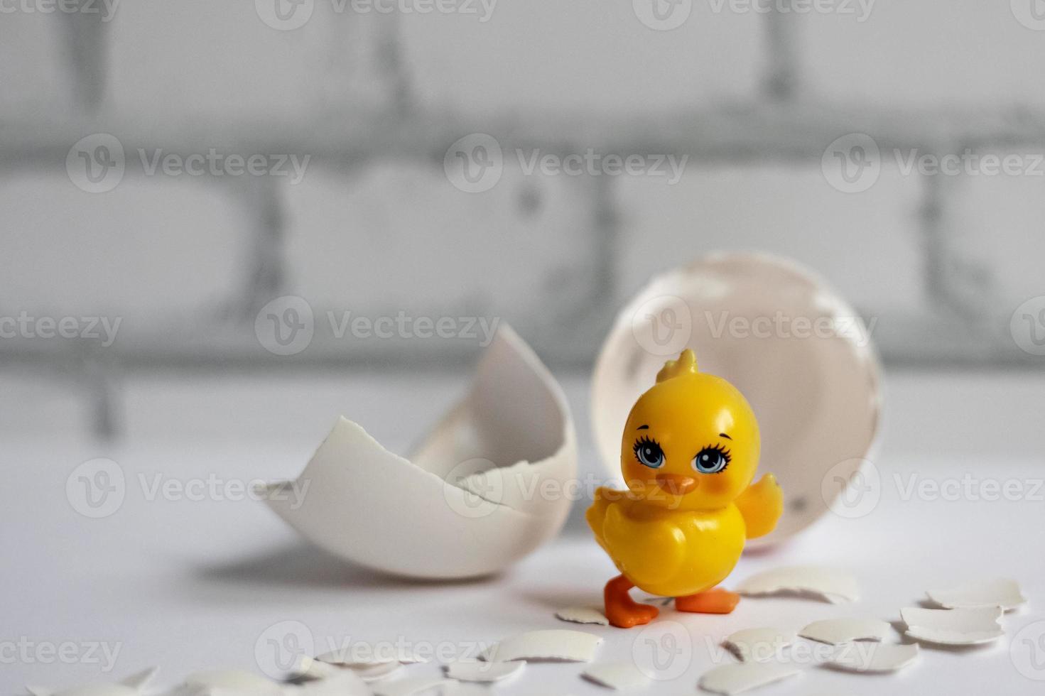 cáscara de huevo blanco de un huevo de gallina roto con fragmentos y un pollo eclosionado aislado. Pascua de Resurrección foto