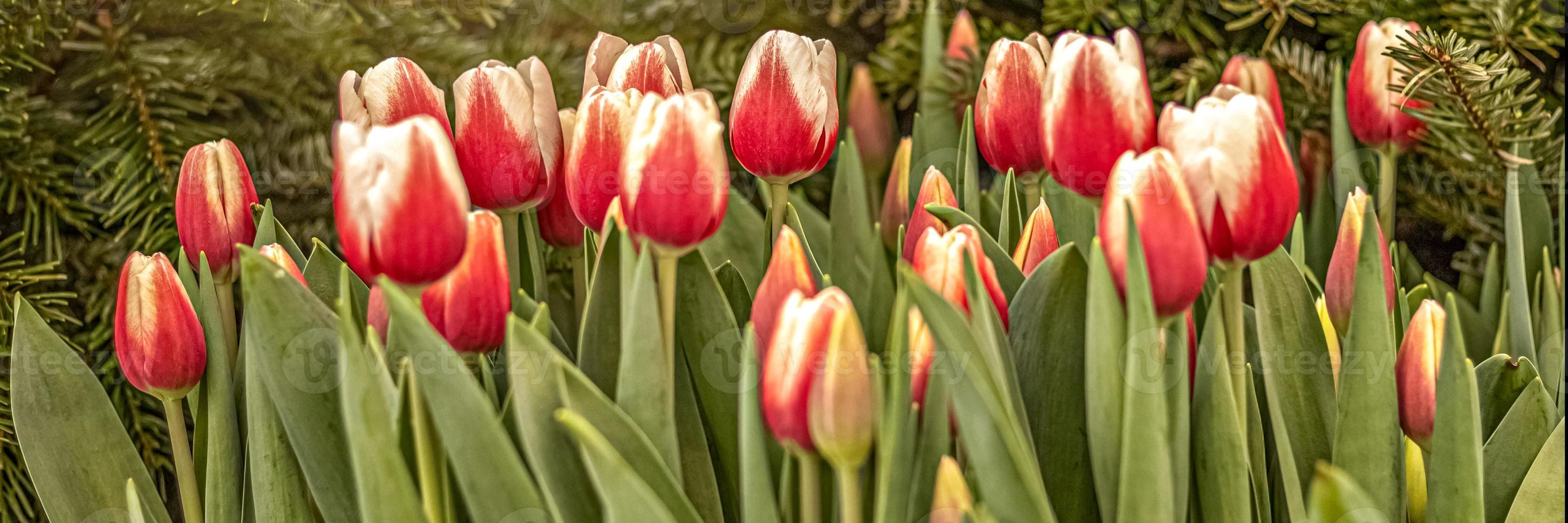 Red tulips on a flower bed in the garden. Spring. Blooming.Sunset.Banner photo