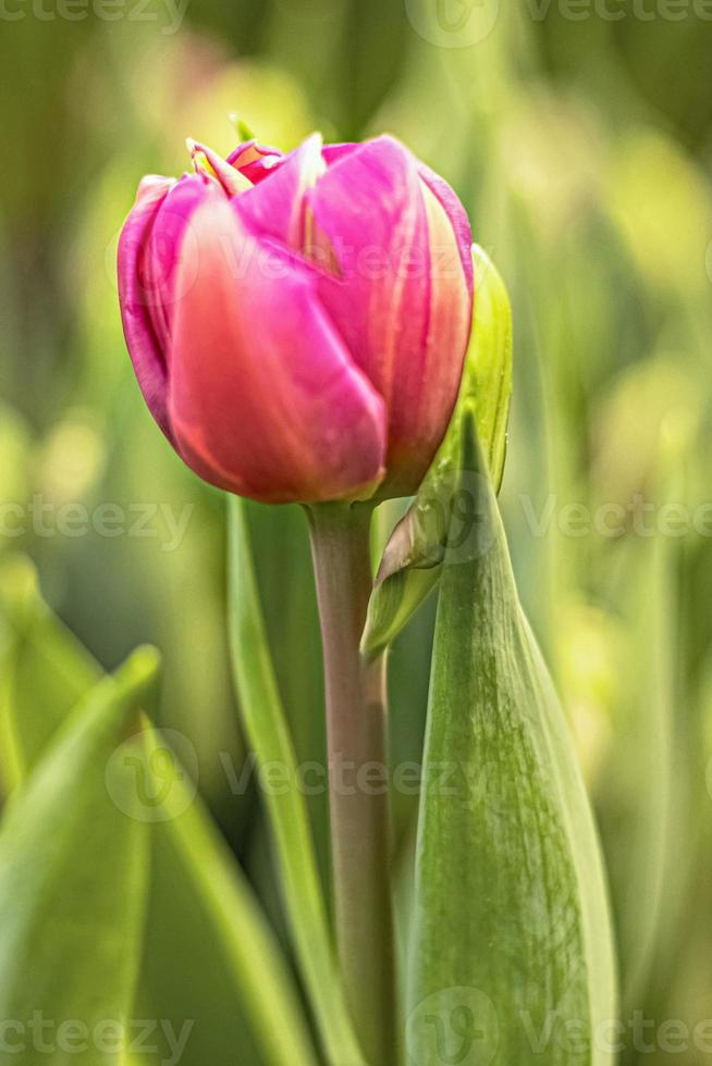 Pink tulip on a flower bed in the garden. Spring. Blooming. photo