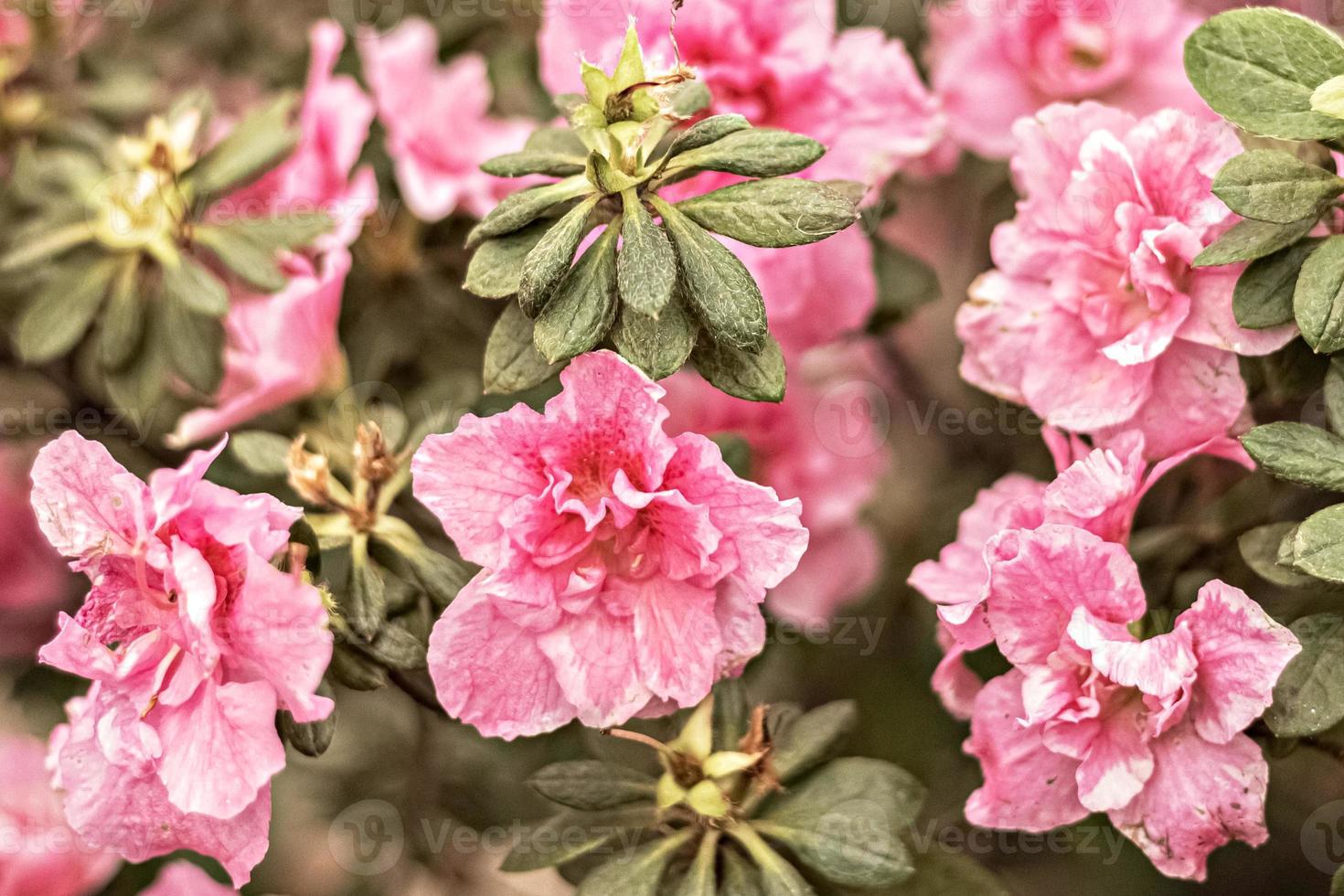 Background from pink rhododendron flowers. Spring bloom photo