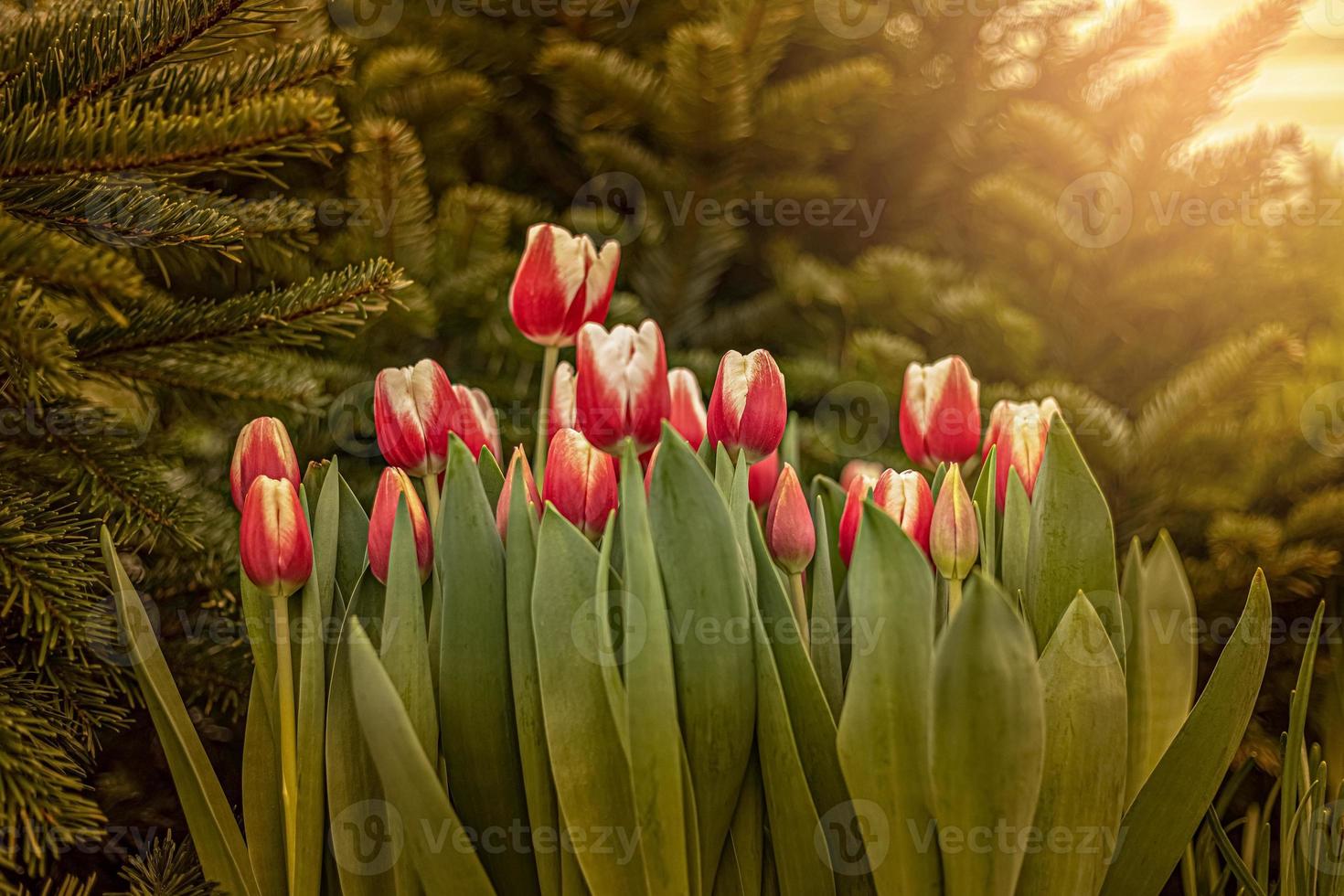 tulipanes rojos en un parterre en el jardín. primavera. puesta de sol floreciente. foto