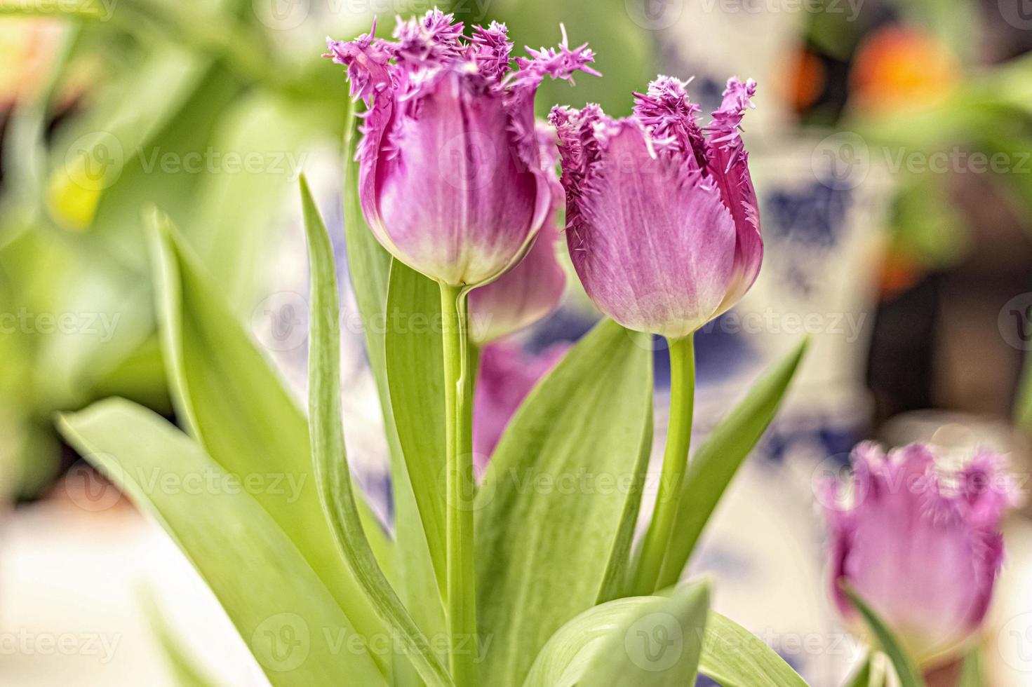 Purple tulips in a vase in the garden. Spring. Bloom. photo