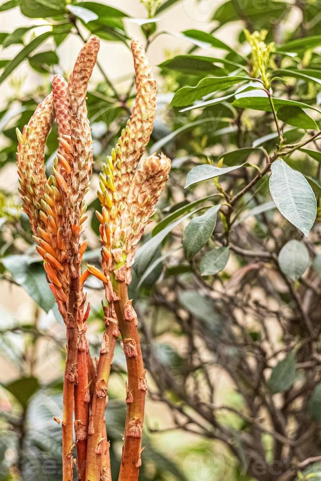 Aloe plant blooms in the garden photo