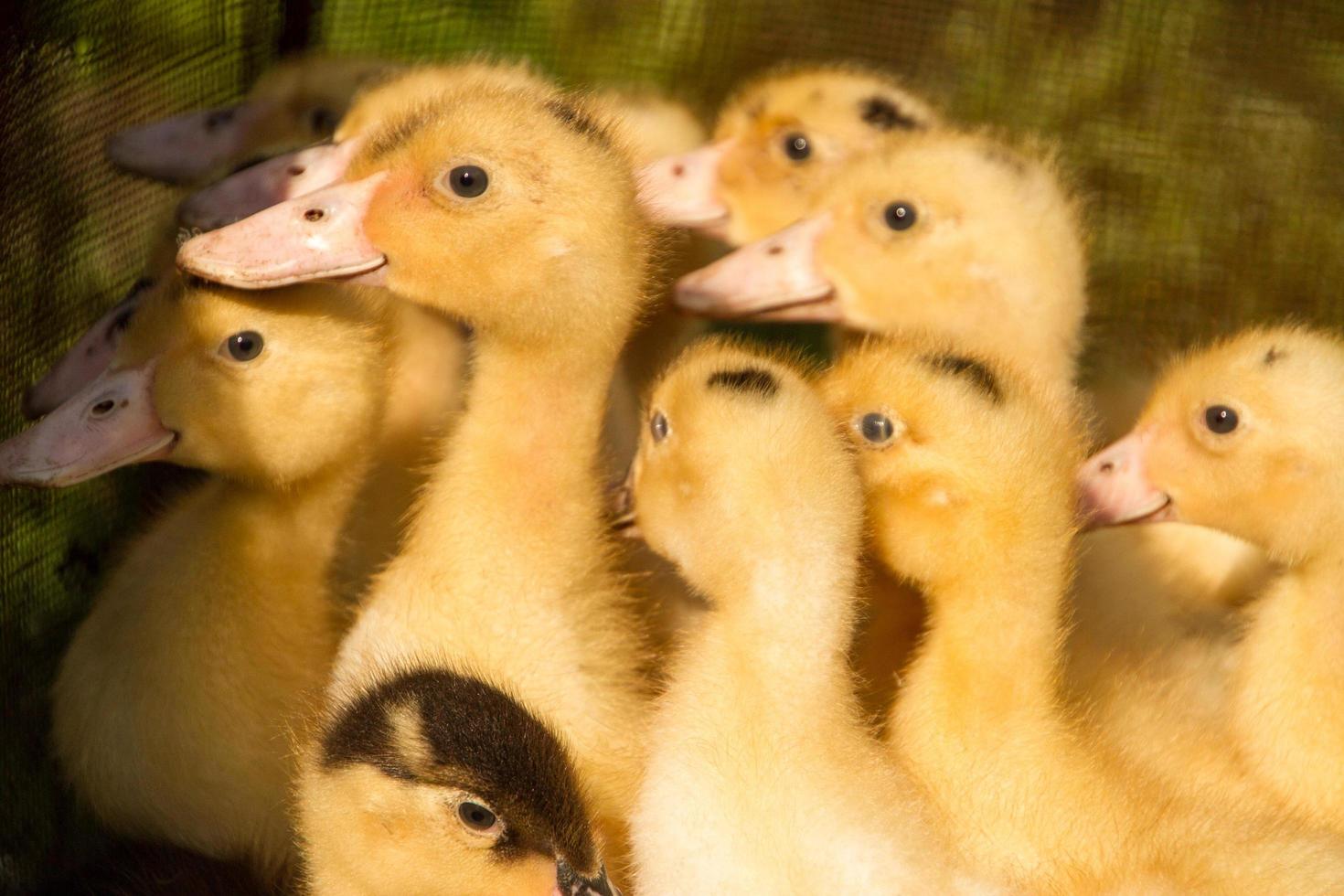 cute fluffy small duck newborns, group of ducks babies photo