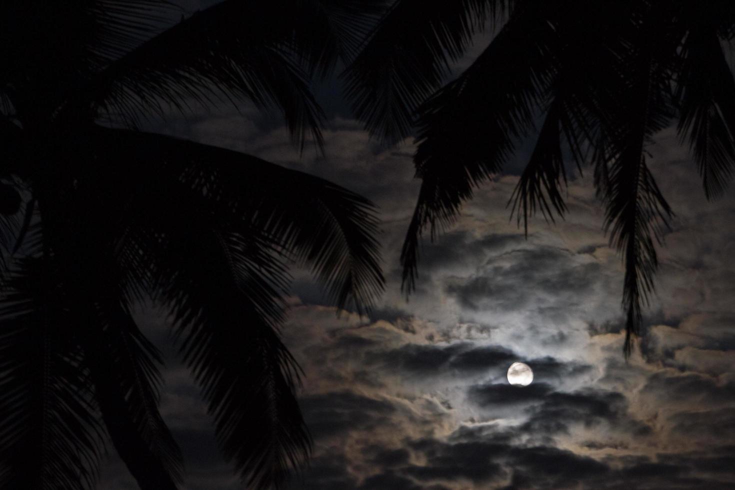 noche tropical, la luz de la luna en el cielo nocturno foto