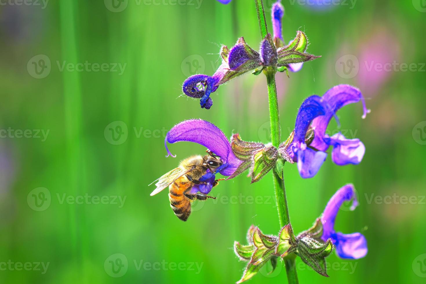 Salvia pratensis flor en una pradera de los Alpes italianos con una abeja foto