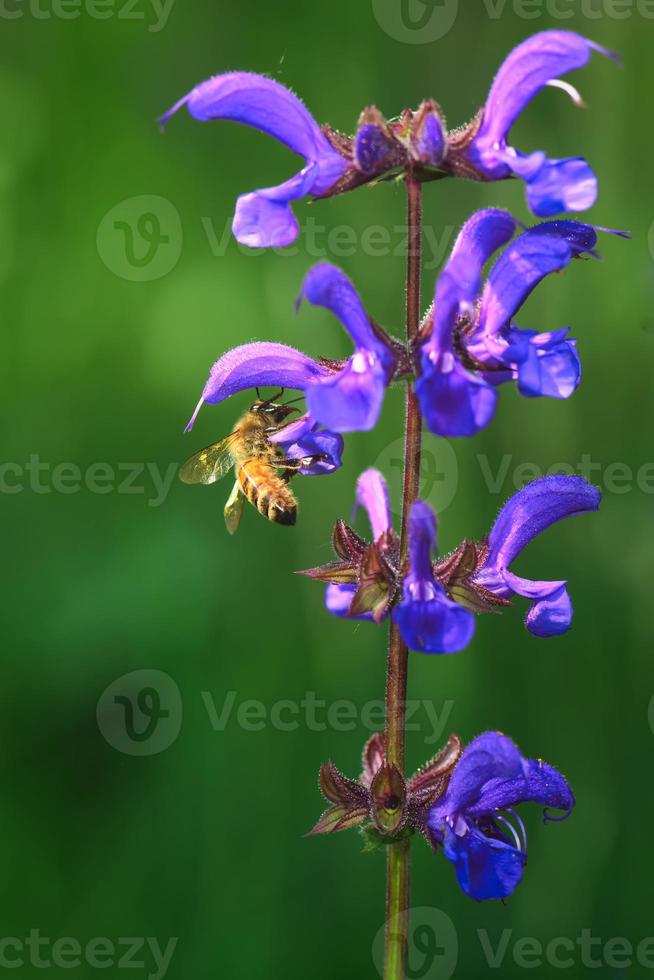 Bee sucks nectar from common salvia flower photo