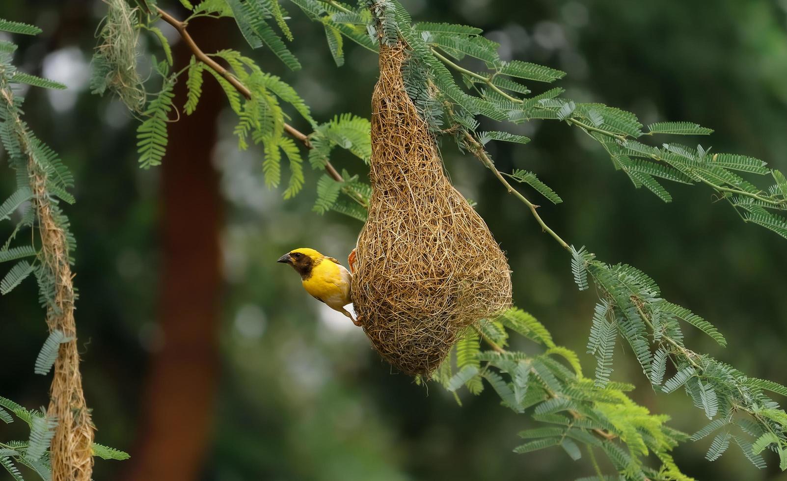 pájaro posado en el nido foto