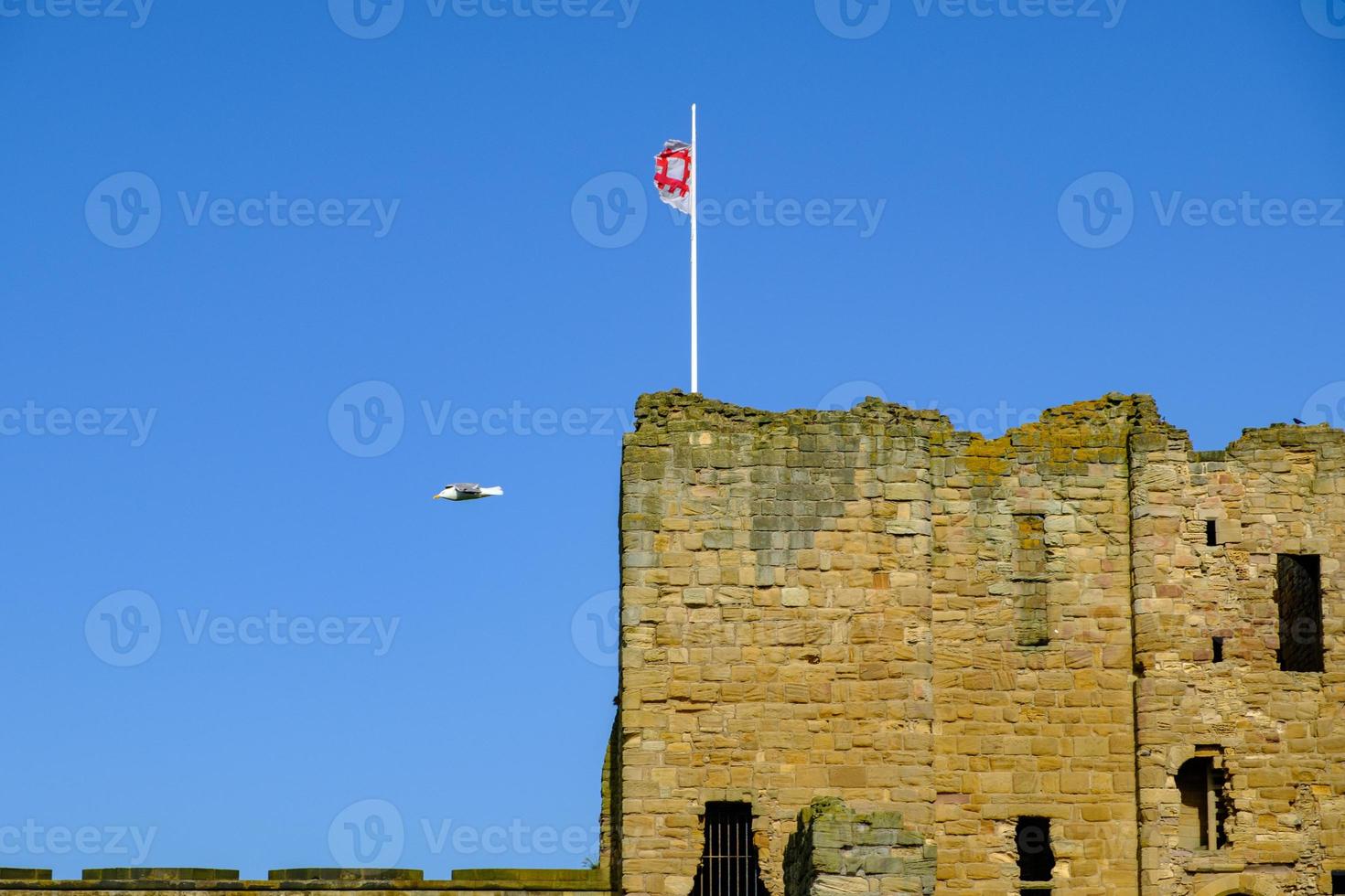 Seagull flying above the Medieval Tynemouth Priory and Castle, United Kingdom photo