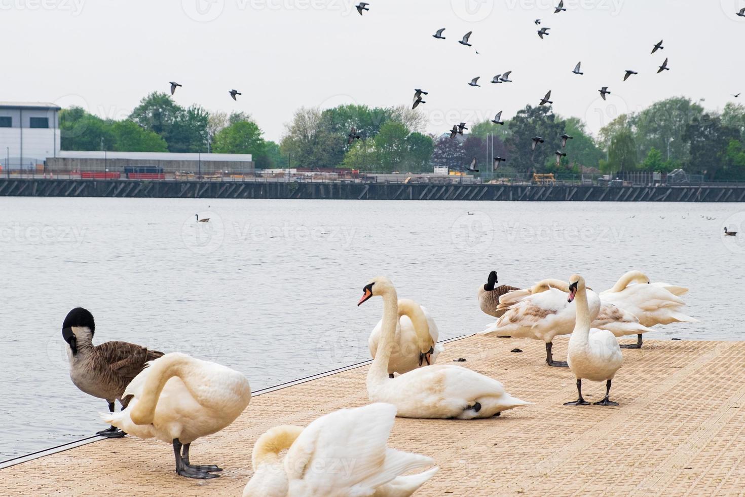Cisnes, gansos y otras aves en Salford Quays en Manchester. foto