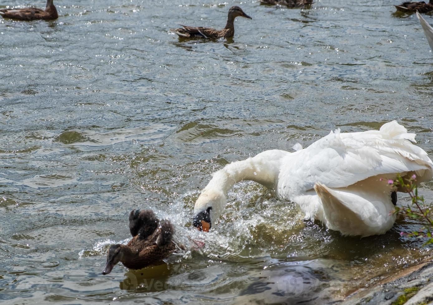 A swan chases off a duckling in a pond at Leases Park, Newcastle photo