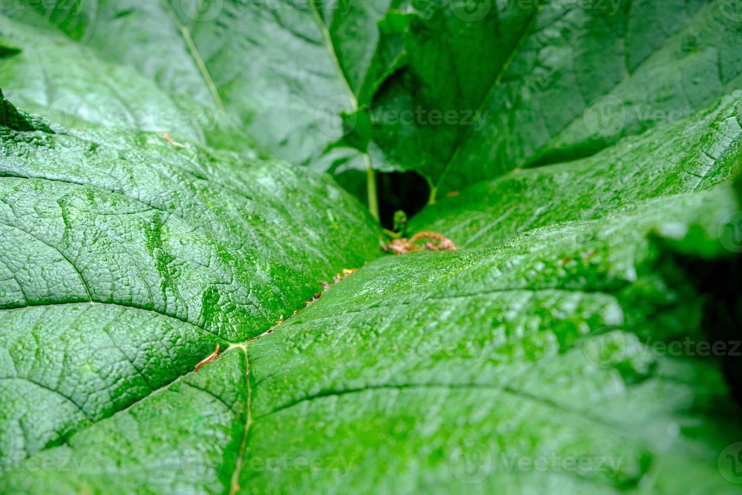 Closeup of a green leaf. Background for ecology applications. photo