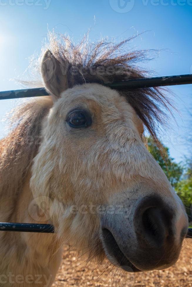 Retrato de un pony blanco en Heaton Park en Manchester. foto