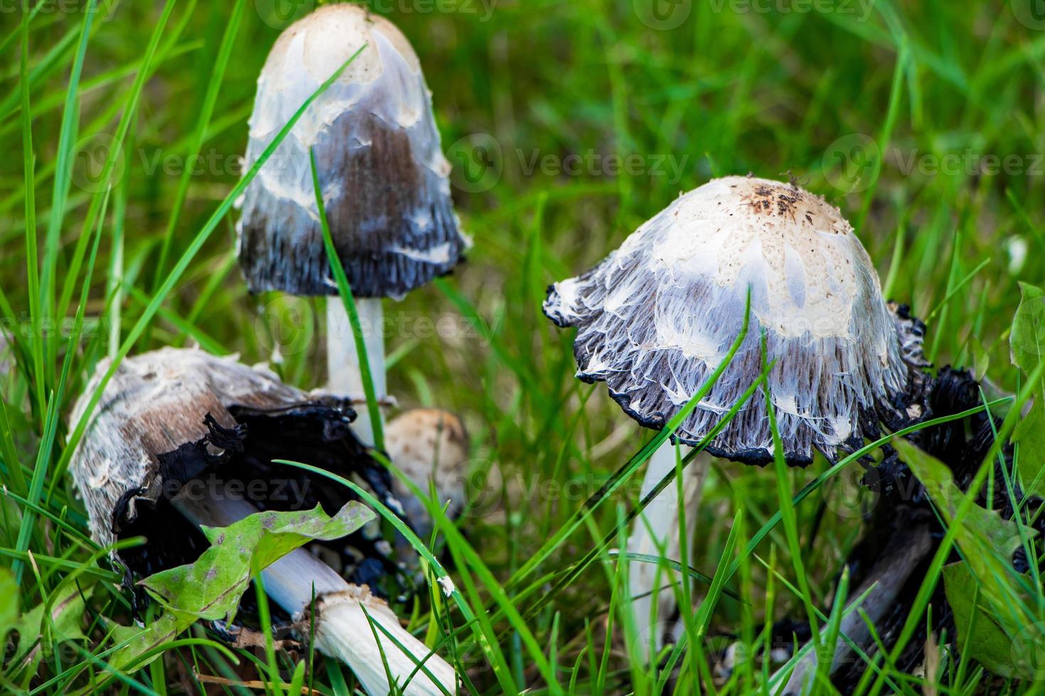 Poisonous mushrooms pale toadstool in the grass. photo