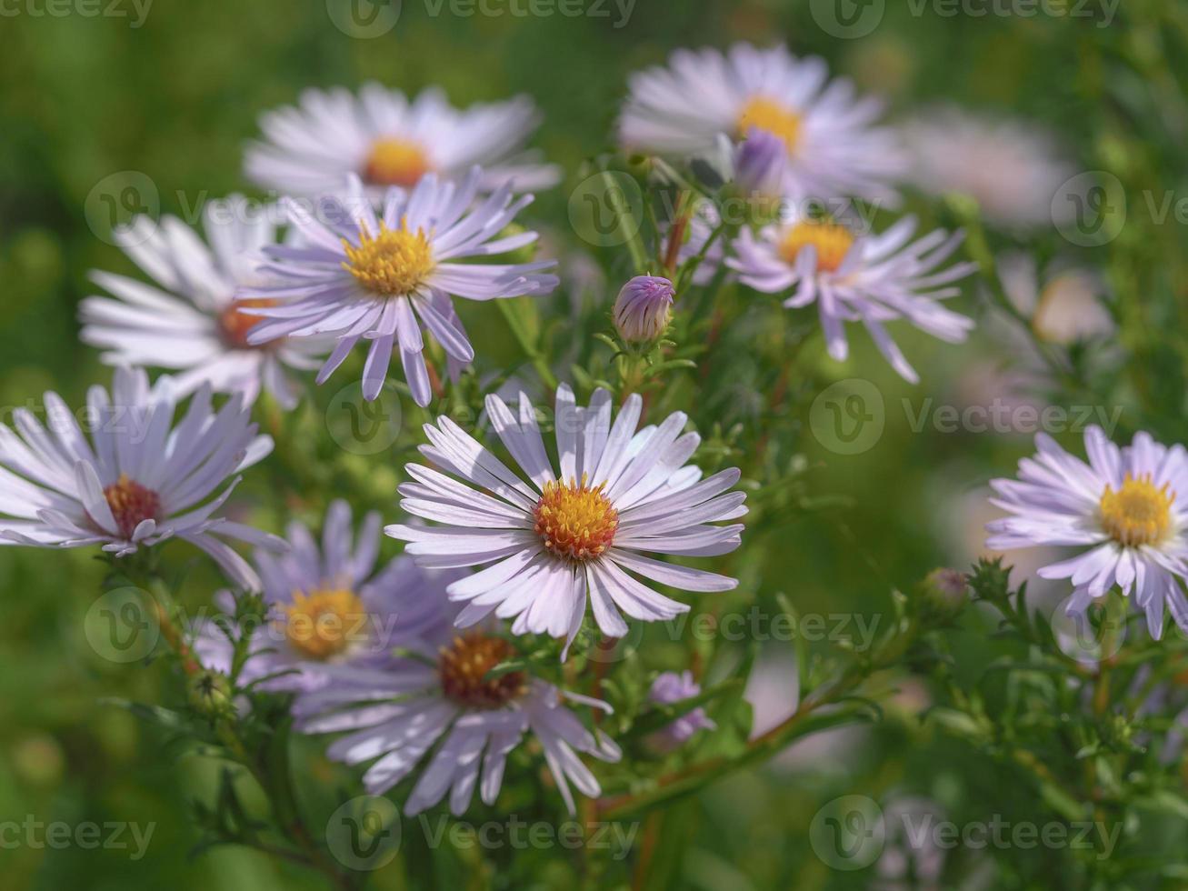 Asters silvestres floreciendo en una pradera foto