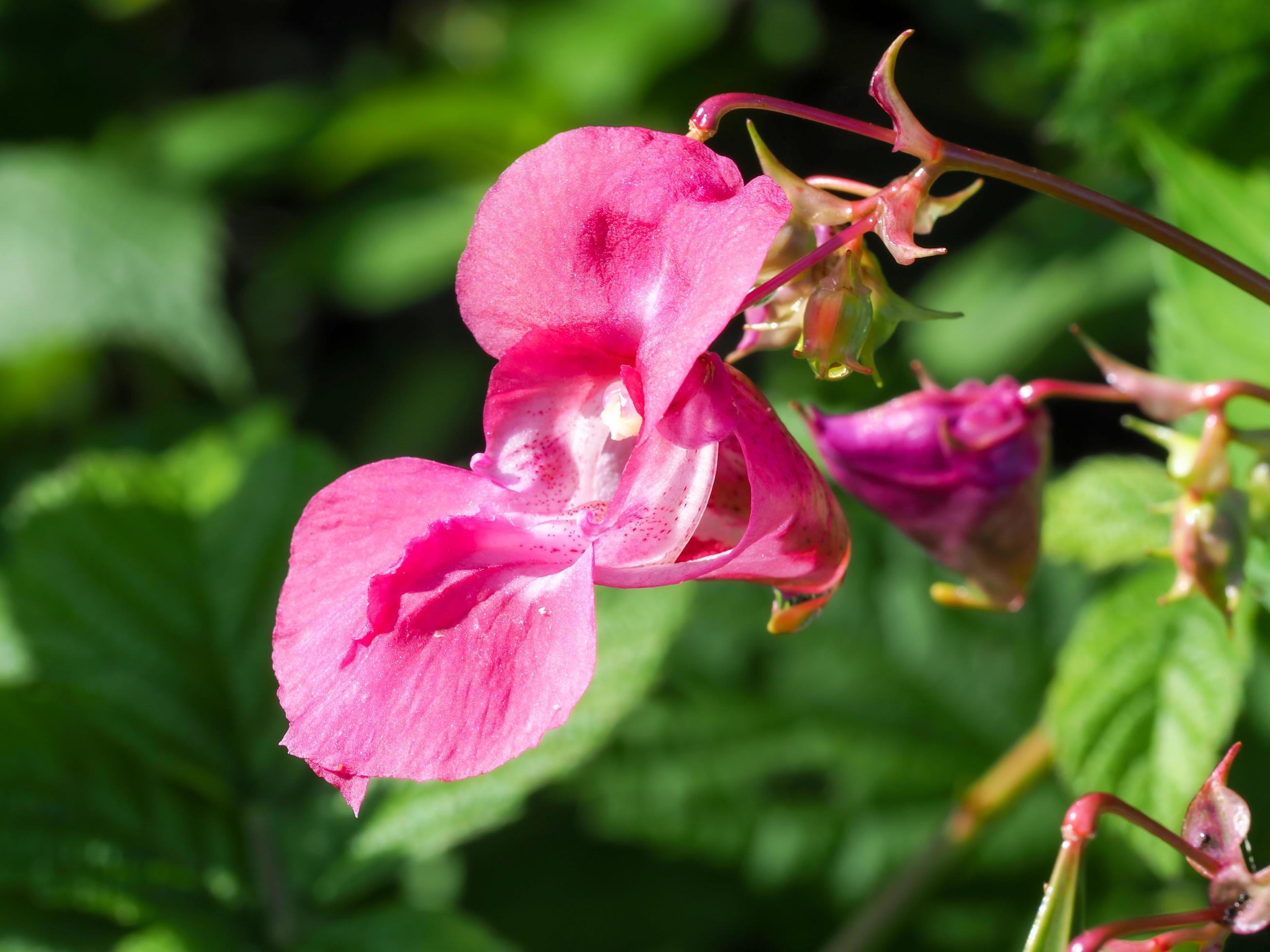 Beautiful pink flower of Himalayan balsam Impatiens glandulifera