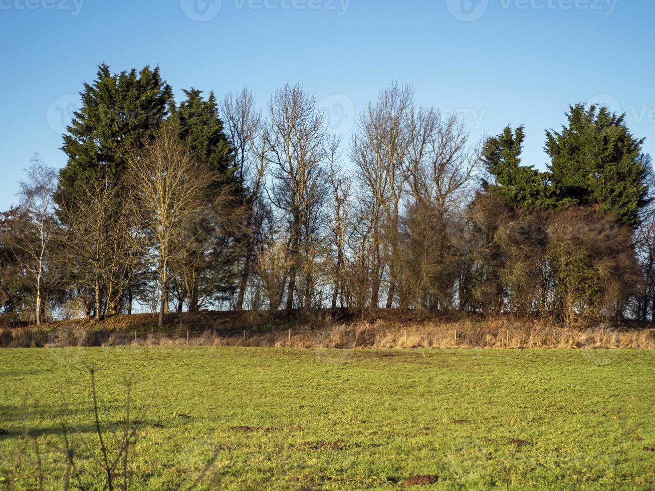 Copse of trees in Staveley Nature Reserve North Yorkshire England photo