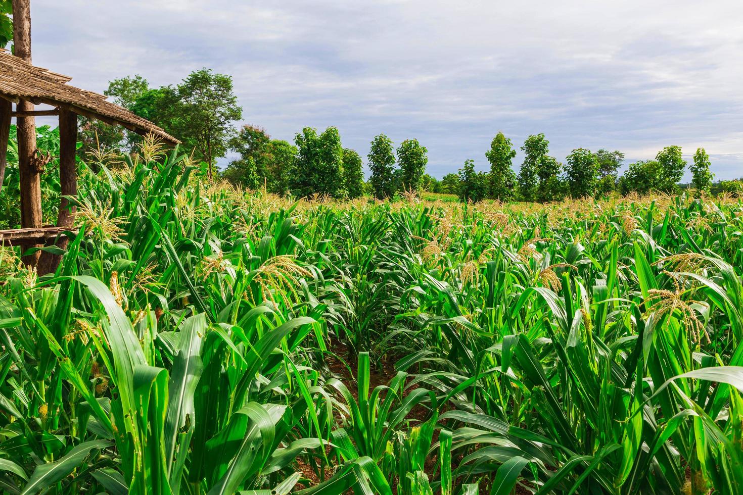 Campo de maíz verde en jardín agrícola foto