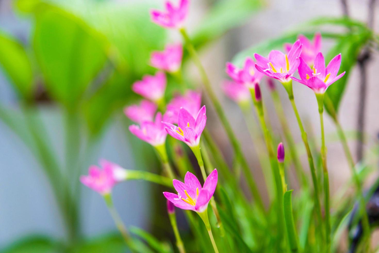 hermosa flor de lirio de lluvia rosa foto