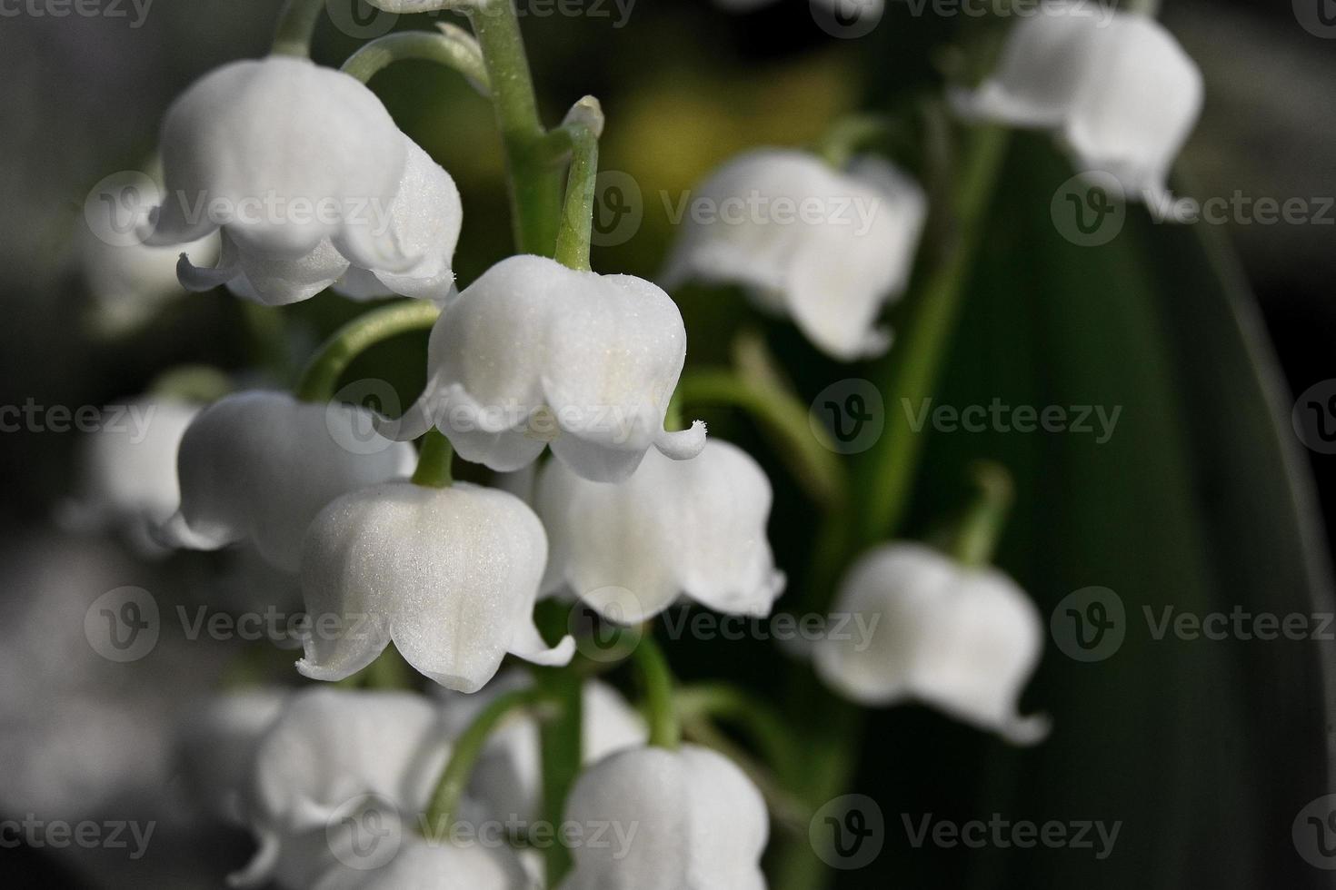 White small lily of the valley bells photo