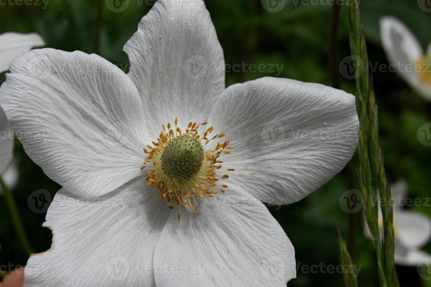 One white flower photo