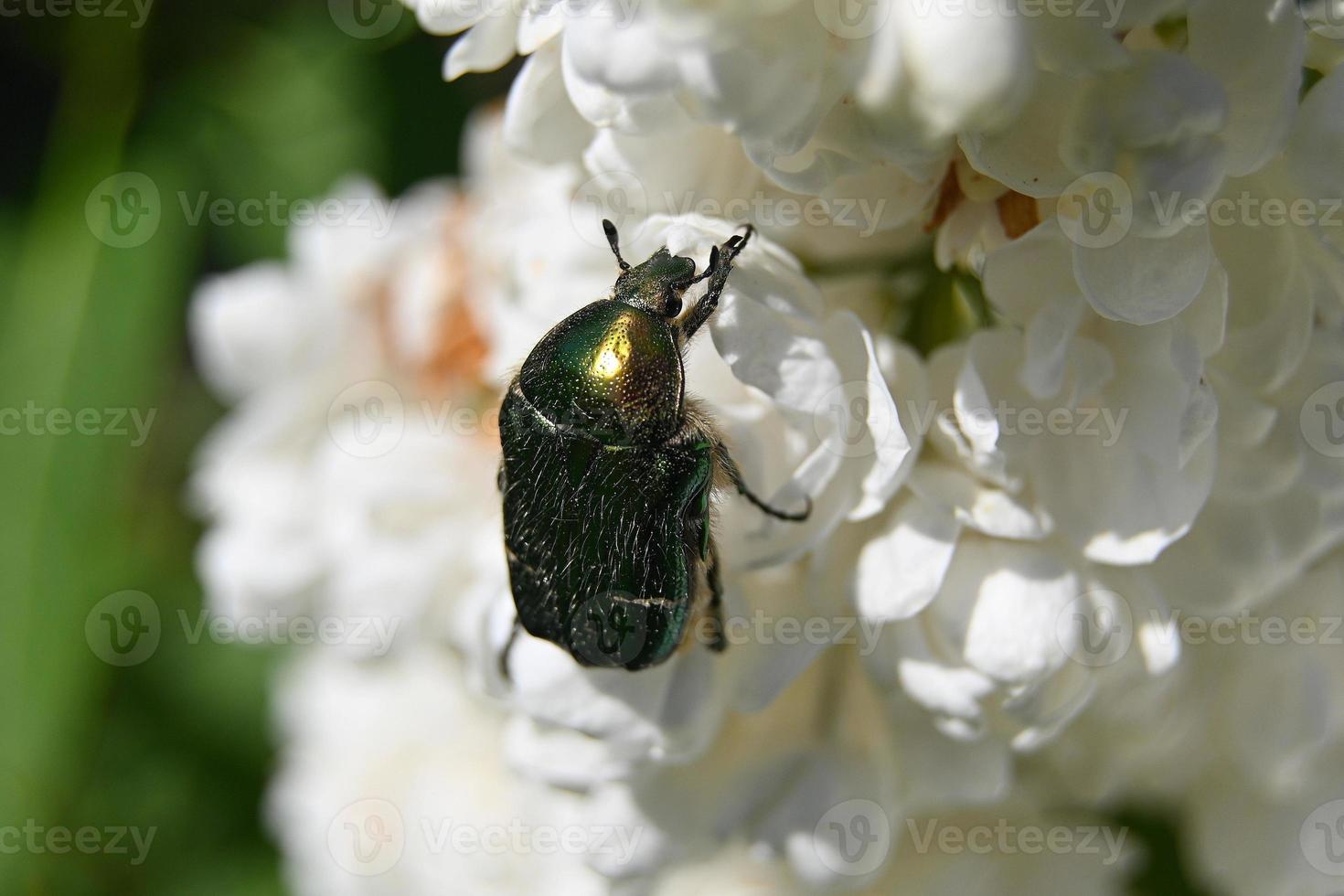 Escarabajo verde sobre un arbusto de flores blancas foto