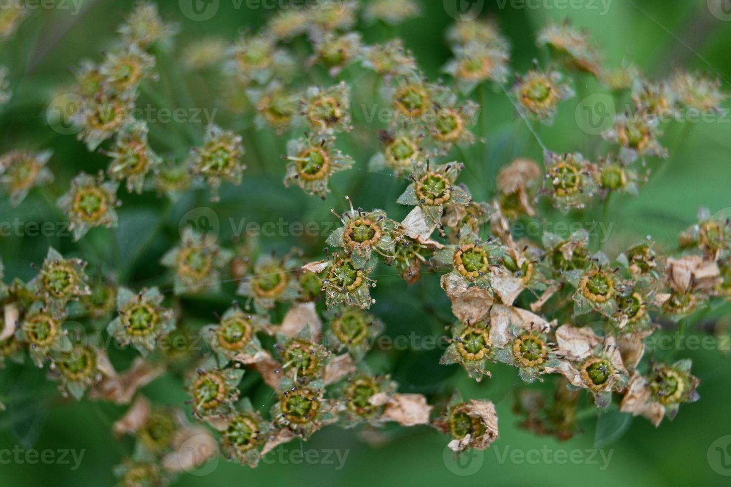 Blooming black rowan photo