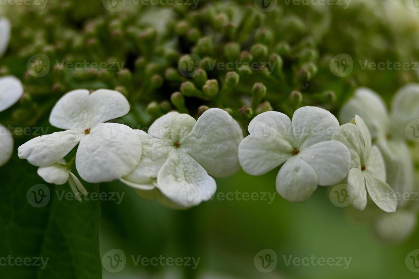 White-blooming snowdrop bush photo