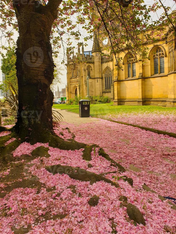 Pink cherry blossom petals covering the ground at Manchester Cathedral photo